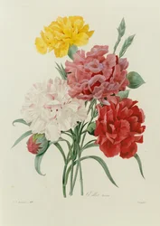 Garofani, da "Choix des Plus Belles Fleurs"