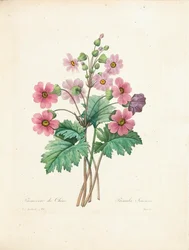 Primula cinese, incisa da Bessin, da 