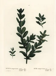 Bosso comune, bosso europeo o bosso, Buxus sempervirens. Incisione a puntasecca colorata a mano da un