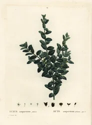 Bosso comune, Bosso europeo o bosso, Buxus sempervirens fruticosa. Incisione a puntasecca colorata a mano da un
