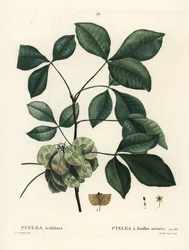 Albero del luppolo comune, frassino puzzolente o frassino a wafer, Ptelea trifoliata. Incisione a puntasecca colorata a mano di Mixelle l