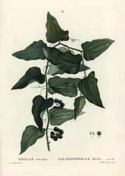 Smilax aspera