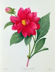 Dahlia doppia