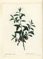 Agrifoglio Dahoon o cassina, Ilex cassine. Incisione a puntasecca colorata a mano di Coqueret da un