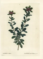 Daphne sericea (Daphne collina). Incisione a puntasecca colorata a mano da un