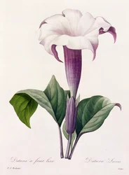 Datura Laevis