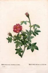 Rosa De la Fleche, varietà di Rosa centifolia muscosa, La Mousseuse de la Fleche. Incisione a puntasecca colorata a mano da Les Roses di Pierre Joseph Redouté, Parigi