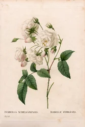 Rosa Duchessa d