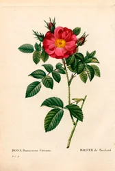 Rosa Duchessa di Portland, Rosa portlandica, Rosa di Portland. Incisione a puntasecca colorata a mano da 