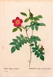 Rosa pendulina