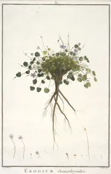 Erodium chamaedryoides, da Geraniologia, seu Erodii, Pelargonii, Monsoniae et Grieli historia iconibus illustrata, 1787-88 (incisione colorata a mano)