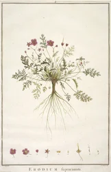 Erodium supracanum, da Geraniologia, seu Erodii, Pelargonii, Monsoniae et Grieli historia iconibus illustrata, 1787-88 (incisione colorata a mano)
