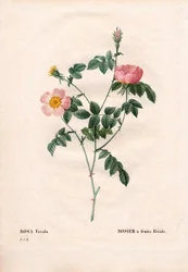 Rosa fetida. Incisione a puntasecca colorata a mano da Les Roses di Pierre Joseph Redouté, Parigi