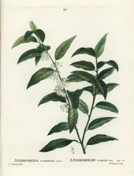 Fetterbush, Andromeda acuminata. Incisione a puntasecca colorata a mano di Miss Brenet da un
