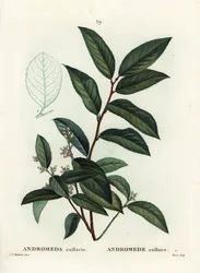 Fetterbush, Andromeda axillaris. Incisione a puntasecca colorata a mano di Moret da un