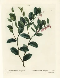 Andromeda marginata