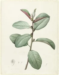Ficus Rubeginosa