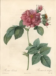 Rosier di Francoforte - Acquaforte di Bessin, basata su un