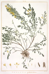 Genista pedunculata, da Stripes Novae aut Minus Cognitae, 1784 (incisione colorata a mano)