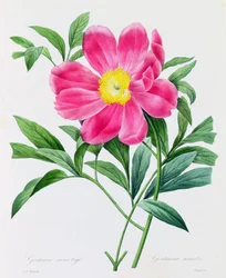 Gentiana senza stelo