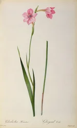 Gladiolus Hirsulus, da 