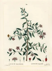 Bacca di goji o bacca di lupo cinese, Lycium barbarum (Lycium lanceolatum). Incisione a puntasecca colorata a mano di Du Ruisseau da un