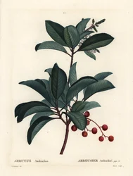 Corbezzolo greco, Arbutus andrachne. Incisione a puntasecca colorata a mano da Moret da un