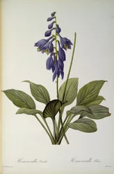 Hemerocallis Caerulea, da 