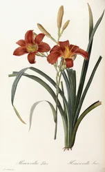 Hemerocallis Fulva - Hemerocallis fulva