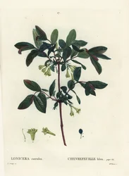 Honeyberry, Haskap berry, caprifoglio a bacche blu o caprifoglio dolce, Lonicera caerulea. Incisione a puntasecca colorata a mano da Miss Brenet da un