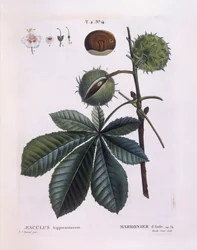 Ippocastano (Aesculus hippocastanum), Henry Louis Duhamel du Monceau, tavola botanica di Pierre Joseph Redouté