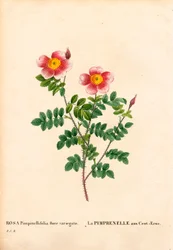 Rosa Burnet a cento corone