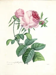 Rosa centifoglia, incisa da Langlois, da 