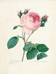 Rosa centifolia, da 