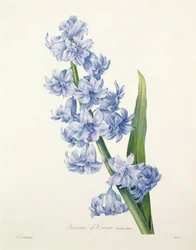 Hyacinthus orientalis (giacinto comune), inciso da Victor, da 