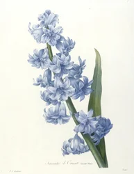 Giacinto orientale, varietà blu, da Scelta dei più bei fiori e dei più bei frutti, 1827