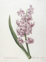 Giacinto orientale, varietà rosa, Hyacinthus orientalis, da Choix des Plus Belle Fleurs et des Plus Beaux Fruits, 1827 (incisione a puntasecca colorata a mano)