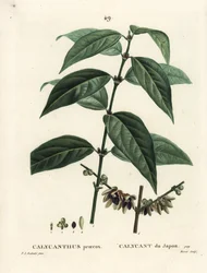 Calicanto d