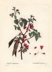Albero di Giuda, Cercis siliquastrum. Incisione a puntasecca colorata a mano di Tassaert da un