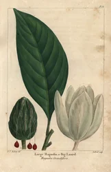 Grande albero di magnolia, grande alloro, Magnolia grandiflora (incisione)