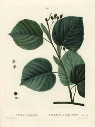 Tiglio a foglia grande, Tilia platyphyllos