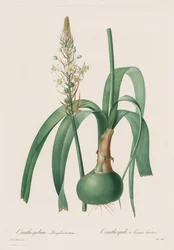 Les Liliacées: Ornithogalum longibracteatum