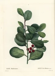 Agrifoglio di Madeira, Ilex perado. Incisione a puntasecca colorata a mano di Casenave da un