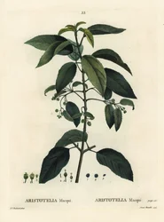 Maqui o uva cilena, Aristotelia chilensis (Aristotelia macqui). Incisione a puntasecca colorata a mano di Aimee da un