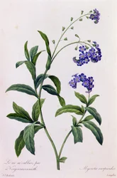 Myosotis scorpiodes