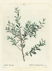 Agrifoglio mirto o mirto dahoon, Ilex myrtifolia. Incisione a puntasecca colorata a mano da Delaneaux da un