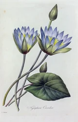 Nymphea caerulea