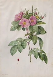 Rosa dei pascoli (Rosa Carolina Corymbosa)