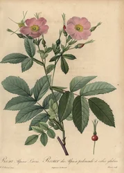 Rosa alpina rosa, Rosa pendulina