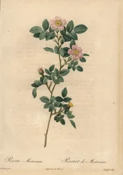 Rosa rosa, Rosa montezuma